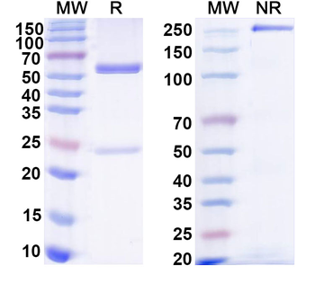 Human IgG1 (S239D/A330L/I332E) kappa Isotype Control Recombinant Antibody