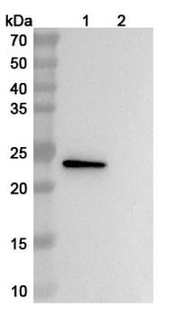VHH mIgG1 Fc Isotype Control Monoclonal Antibody