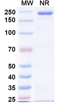 Human IgG4 kappa Isotype Control Monoclonal Antibody