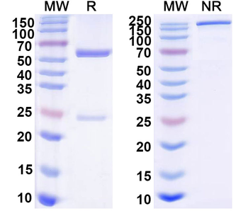 Human IgG4 kappa Isotype Control Monoclonal Antibody