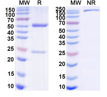 Human IgG4 kappa Isotype Control Monoclonal Antibody