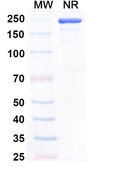 Human IgG4 kappa Isotype Control Monoclonal Antibody