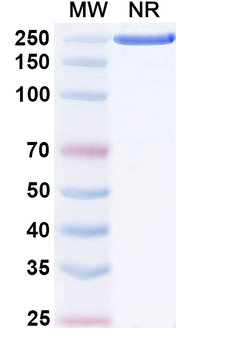 Human IgG4 kappa Isotype Control Monoclonal Antibody