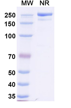 Human IgG4 Lambda Isotype Control Monoclonal Antibody