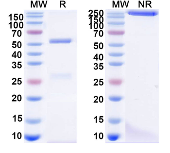 Human IgG4 (S228P/F234A/L235A) kappa Isotype Control Recombinant Antibody