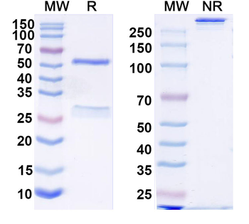 Human IgG1 kappa Isotype Control Monoclonal Antibody