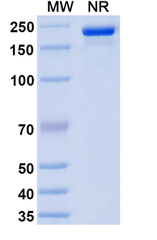 Human IgG1 kappa Isotype Control Monoclonal Antibody