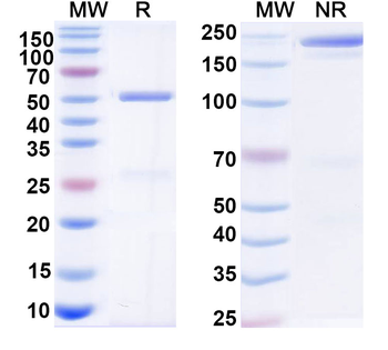 Human IgG1 kappa Isotype Control Monoclonal Antibody