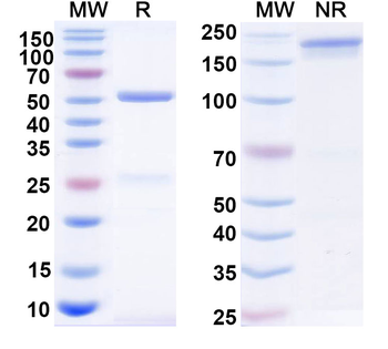 Human IgG1 kappa Isotype Control Monoclonal Antibody