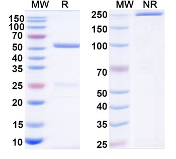 Human IgG1 kappa Isotype Control Monoclonal Antibody