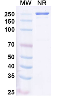 Human IgG1 kappa Isotype Control Monoclonal Antibody