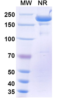 Human IgG1 kappa Isotype Control Monoclonal Antibody