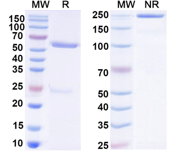 Human IgG1 kappa Isotype Control Monoclonal Antibody