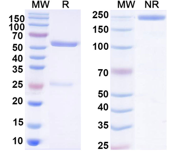 Human IgG1 kappa Isotype Control Monoclonal Antibody