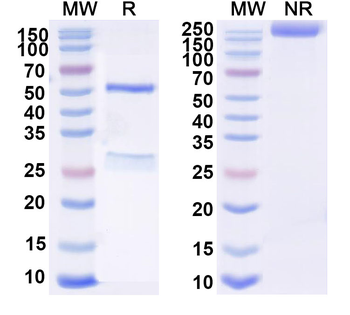 CD77 Mouse Monoclonal Antibody