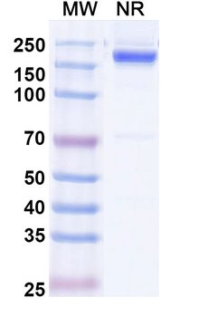 Rabbit IgG Isotype Control Monoclonal Antibody (APC)