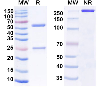 FLT4/VEGFR3 Human Monoclonal Antibody