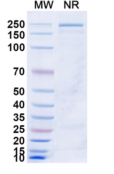 TSHR/LGR3 Mouse Monoclonal Antibody