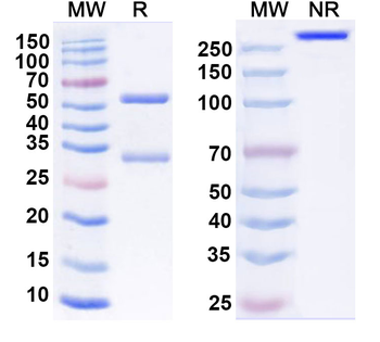 CD38/ADPRC1 Mouse Monoclonal Antibody