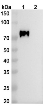CD38/ADPRC1 Mouse Monoclonal Antibody