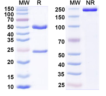 GPR20 Mouse Monoclonal Antibody