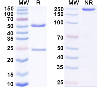 CD3 Mouse Monoclonal Antibody