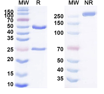 IFNGR2 Mouse Monoclonal Antibody