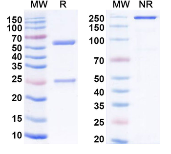 CD152/CTLA4 Mouse Monoclonal Antibody