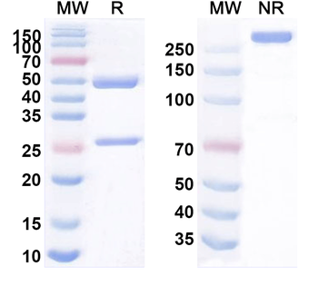 CD3E Mouse Monoclonal Antibody
