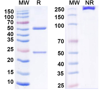 CLDN3/4 Mouse Monoclonal Antibody