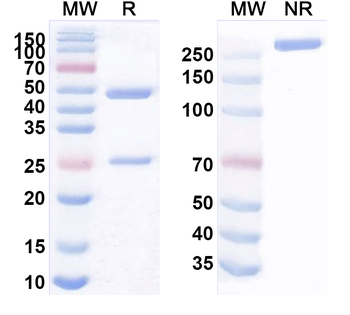 XCR1 Mouse Monoclonal Antibody