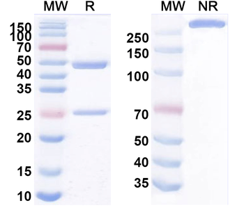 pan-FZD Mouse Monoclonal Antibody