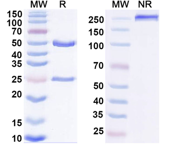 TP53/p53 (R175H mutant) Mouse Monoclonal Antibody