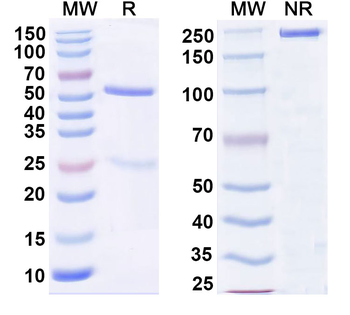 CD3 Mouse Monoclonal Antibody