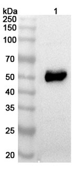 TSHR/LGR3 Mouse Monoclonal Antibody