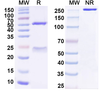 HHLA2 Mouse Monoclonal Antibody