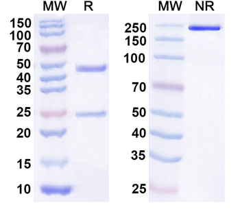 HHLA2 Mouse Monoclonal Antibody