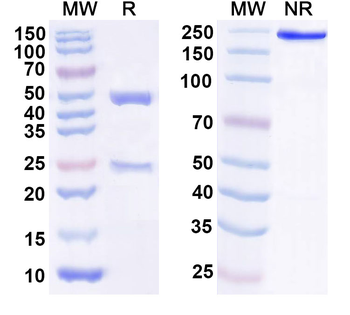 CYCS/CYC Mouse Monoclonal Antibody