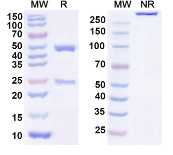 CYCS/CYC Mouse Monoclonal Antibody