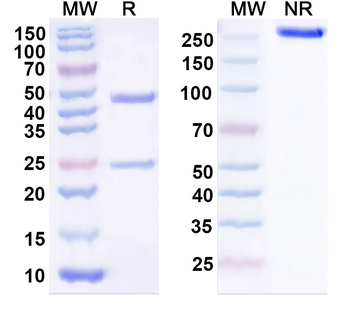 CD117/KIT Mouse Monoclonal Antibody