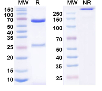 CD198/CCR8 Mouse Monoclonal Antibody