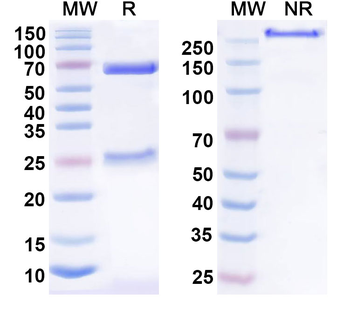 CD183/CXCR3 Mouse Monoclonal Antibody