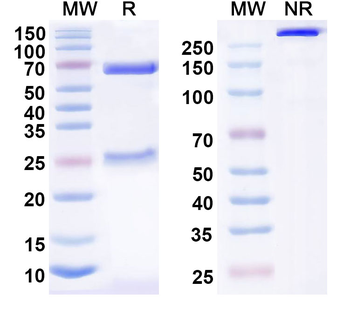 TF/Transferrin Mouse Monoclonal Antibody