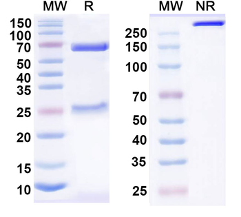 P2RX4 Mouse Monoclonal Antibody