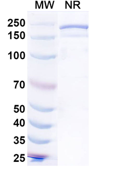 CD152/CTLA4 Mouse Monoclonal Antibody