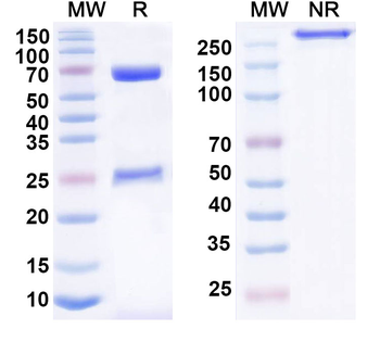 KRT19/CK19 Mouse Monoclonal Antibody