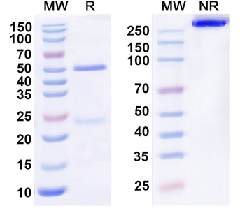IL31RA Human Monoclonal Antibody