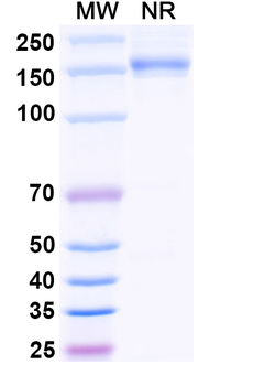 CD69 Rabbit Monoclonal Antibody