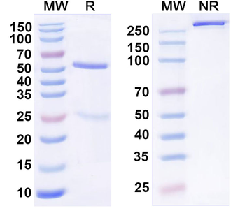 sLea/CA19-9 Human Monoclonal Antibody