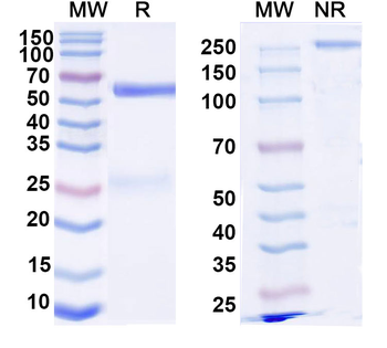 Normal Monkey (Rhesus) IgG Isotype Control Antibody